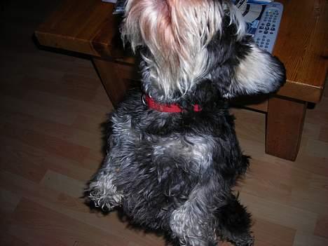 Dvaergschnauzer Tumle - der kan du se jeg kan danse billede 9