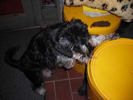 Dvaergschnauzer Tumle - må ha mad billede 10