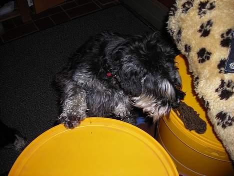 Dvaergschnauzer Tumle - den er der næsten billede 11