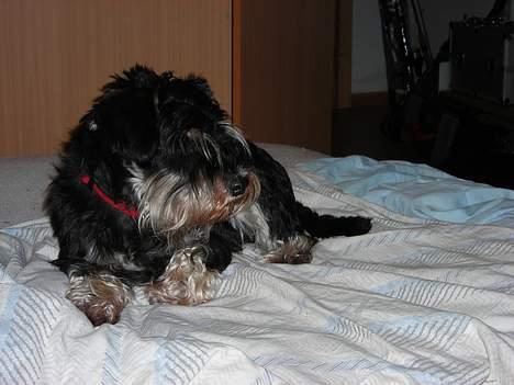 Dvaergschnauzer Dipsi - kæmpe seng billede 6