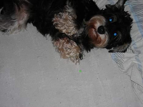 Dvaergschnauzer Dipsi - se jeg kan rolle billede 7