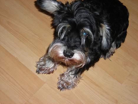 Dvaergschnauzer Dipsi - se det fine træ gulv billede 8