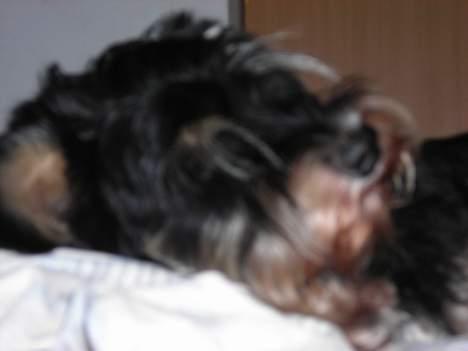 Dvaergschnauzer Dipsi billede 9