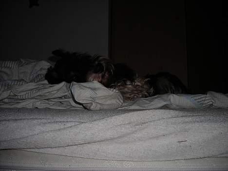 Dvaergschnauzer Dipsi billede 10