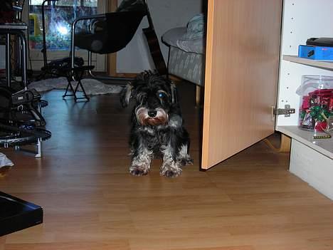 Dvaergschnauzer Dipsi billede 11