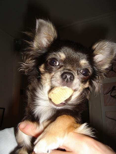 Chihuahua *Gorgeous <3* - Nam Nam yndlings kiks! billede 10