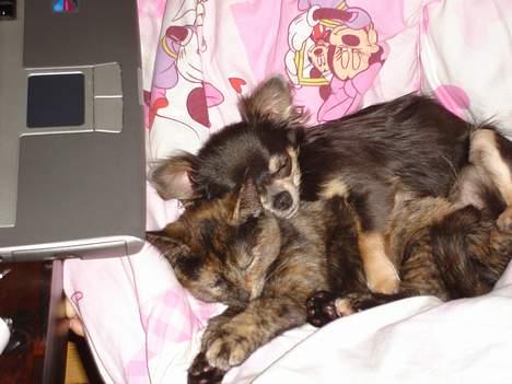 Chihuahua *Gorgeous <3* - Hund & Kat i kærlig ske hi hi hi hi hi........!!! billede 11