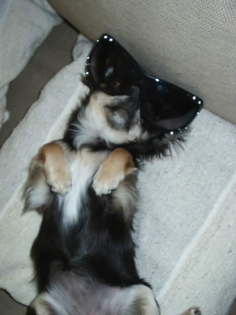 Chihuahua *Gorgeous <3* - Er man ikke lige laber, laber med moars solriller på?? hihi billede 12