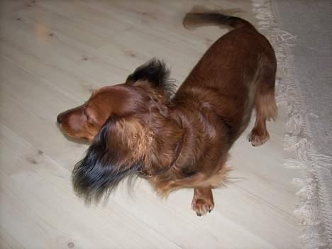 Dværggravhund Felix billede 5