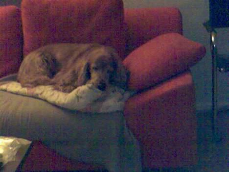 Cocker spaniel Dumbo billede 12