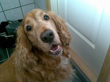 Cocker spaniel Dumbo billede 13