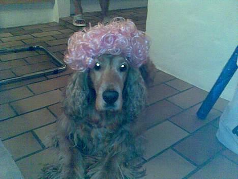 Cocker spaniel Dumbo billede 14