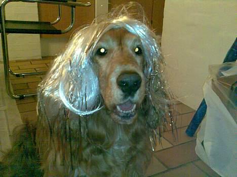 Cocker spaniel Dumbo billede 15