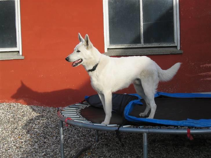 Hvid schæfer Nice'nwise Groucho Nicki billede 2