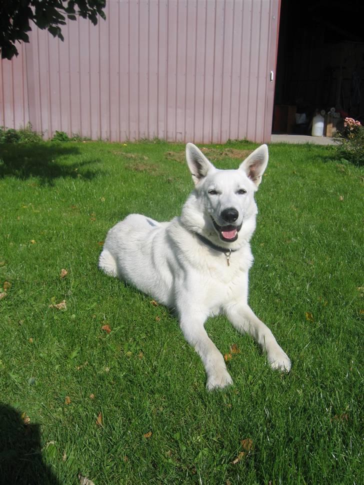 Hvid schæfer Nice'nwise Groucho Nicki billede 3
