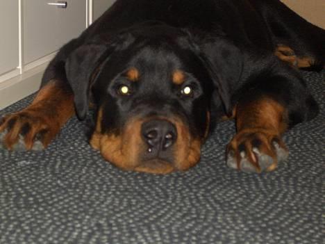 Rottweiler  Cue C´zar  - 4 1/2 mdr. billede 1