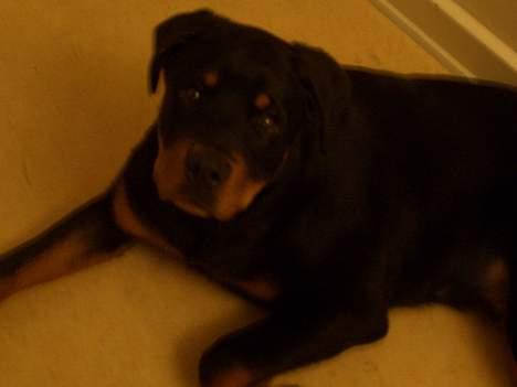 Rottweiler  Cue C´zar  - 4 1/2 mdr billede 2