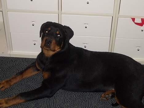 Rottweiler  Cue C´zar  - 4 1/2 mdr. billede 4