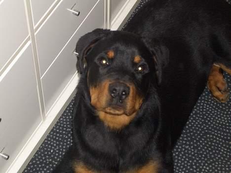 Rottweiler  Cue C´zar  - 4 1/2 mdr. billede 5