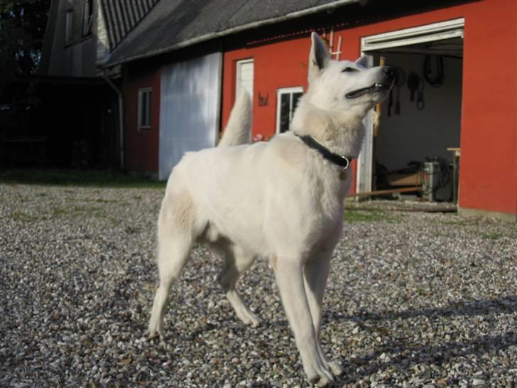 Hvid schæfer Nice'nwise Groucho Nicki billede 4