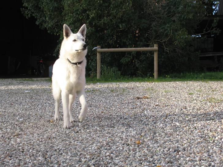 Hvid schæfer Nice'nwise Groucho Nicki billede 5
