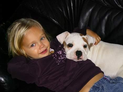 Amerikansk bulldog Diesel aka prutsvin:-P - kan bare mærke vi to bliver rigtig gode venner:-) billede 3