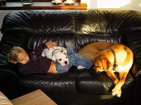 Amerikansk bulldog Diesel aka prutsvin:-P - total hygge i sofaen med rikke og cala  billede 4