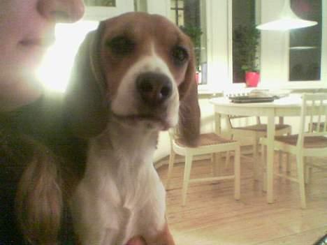 Beagle *Dharma<3* billede 19