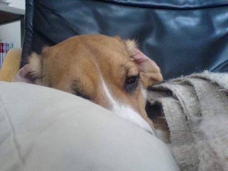 Beagle *Dharma<3* billede 20