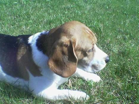 Beagle *Victor<3* - Fede hygger sig i haven billede 18