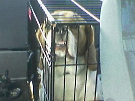 Beagle *Victor<3* - Victor sidder i bur når vi køre for ellers bliver han køresyg Men han hader det stadig <3 billede 19
