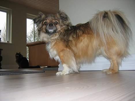 Tibetansk spaniel Bølle billede 1