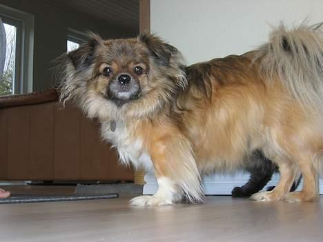 Tibetansk spaniel Bølle billede 2