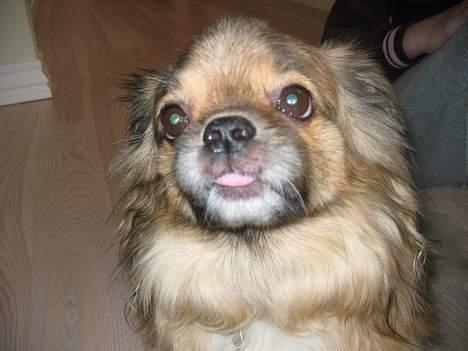 Tibetansk spaniel Bølle billede 3