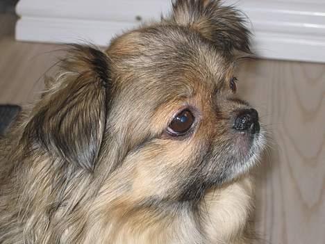 Tibetansk spaniel Bølle billede 4