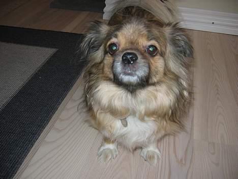 Tibetansk spaniel Bølle billede 5