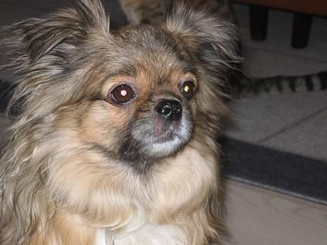 Tibetansk spaniel Bølle billede 7