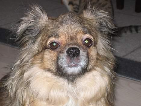 Tibetansk spaniel Bølle billede 8