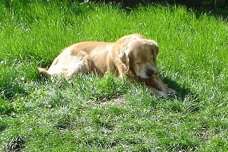 Golden retriever leregårdens Adonis R.I.P billede 3