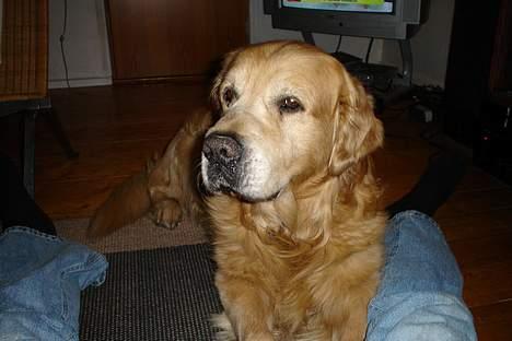 Golden retriever leregårdens Adonis R.I.P - mig der bliver kaldt seje :-P billede 4