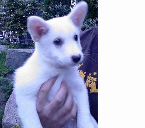 Islandsk fårehund Midas billede 1
