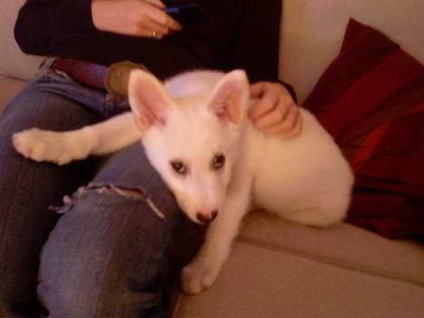 Islandsk fårehund Midas billede 3