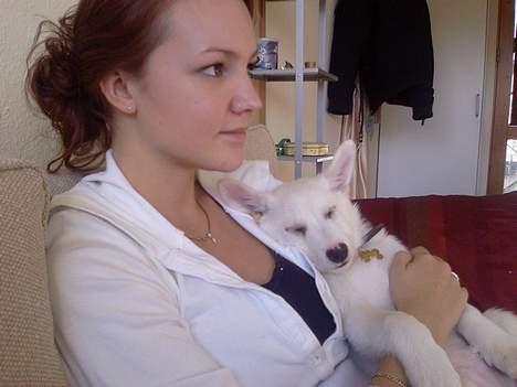 Islandsk fårehund Midas billede 5