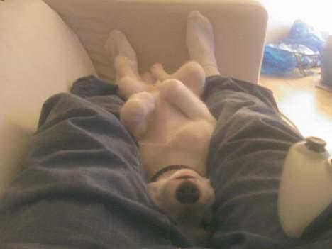 Islandsk fårehund Midas billede 6