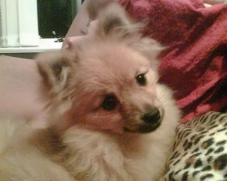 Pomeranian Ariel billede 13