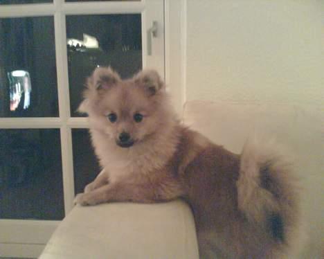Pomeranian Ariel - jeg er total god til det der med at holde vagt billede 14