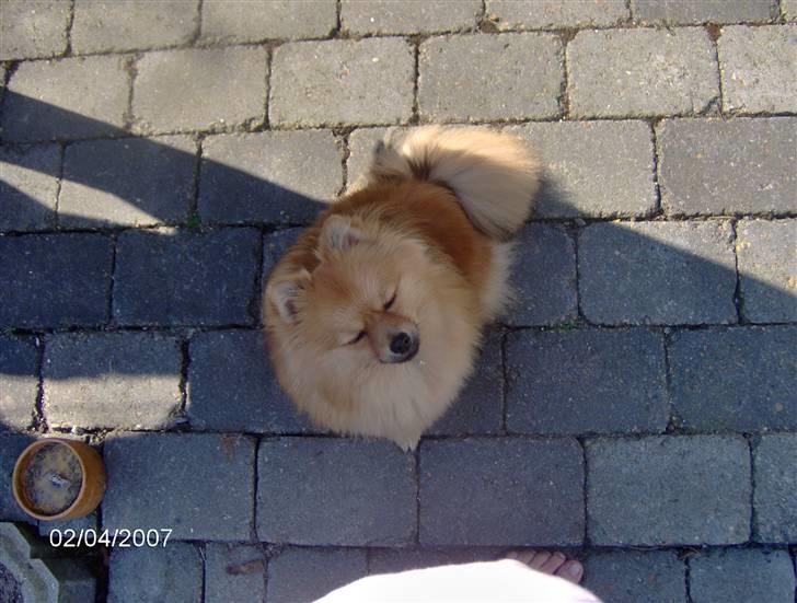 Pomeranian Ariel - uhm der er ikke noget bedre end en efter middags blunder midt i solen billede 15