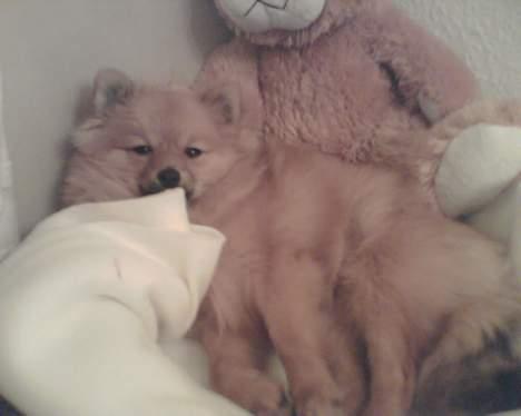 Pomeranian Ariel billede 16