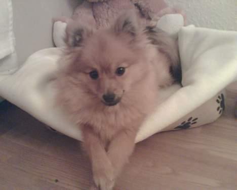 Pomeranian Ariel billede 17