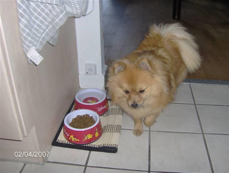 Pomeranian Ariel - mums jeg elsker mad billede 18